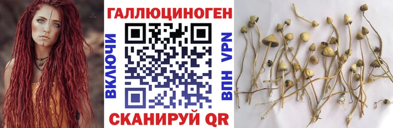 Галлюциногенные грибы Cubensis Сасово